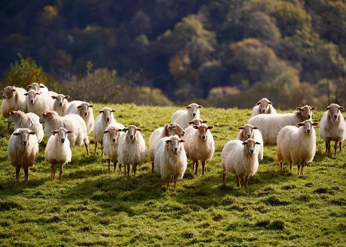 Appartement Cote Des Basques